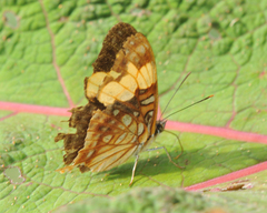 Adelpha saundersii
