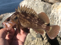 Sebastes auriculatus