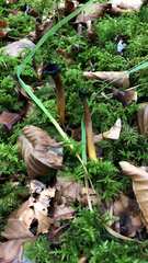 Craterellus tubaeformis