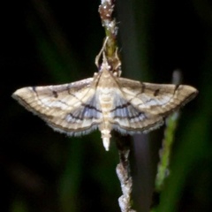 Marasmia cochrusalis