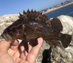 Sebastes rastrelliger