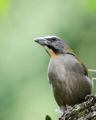 Saltator maximus