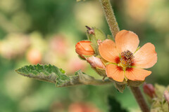 Sphaeralcea bonariensis