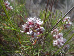 Serruria ascendens