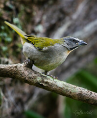 Saltator maximus
