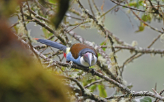 Andigena nigrirostris