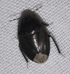 Macroscytus brunneus