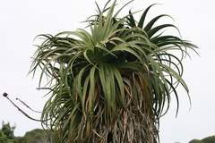 Aloe pluridens