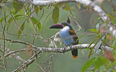 Andigena nigrirostris