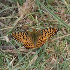 Issoria smaragdifera