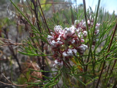 Serruria ascendens