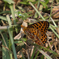 Issoria smaragdifera