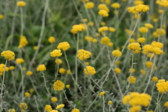 Helichrysum cymosum