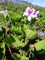 Pelargonium cucullatum