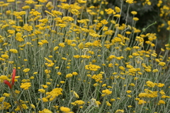 Helichrysum cymosum