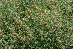 Sphaeralcea bonariensis