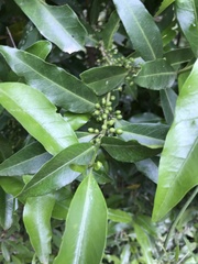 Tricalysia capensis