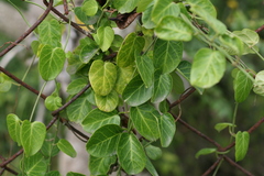 Cynanchum obtusifolium