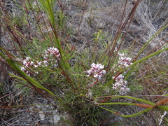 Serruria ascendens