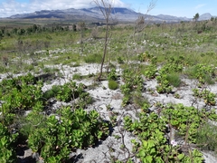 Pelargonium cucullatum