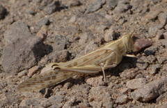 Schistocerca gregaria flaviventris