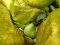 Planorbarius arabatzis