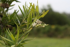 Gomphocarpus physocarpus