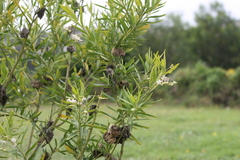 Gomphocarpus physocarpus
