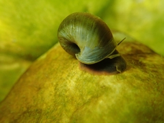 Planorbarius arabatzis