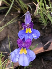 Monopsis decipiens