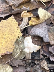 Helvella crispa