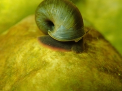 Planorbarius arabatzis