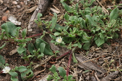 Mesembryanthemum aitonis