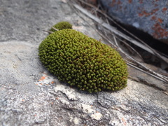 Ptychomitrium crispatum