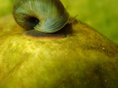 Planorbarius arabatzis