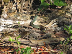 Drymobius margaritiferus margaritiferus