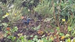 Aphelocoma coerulescens