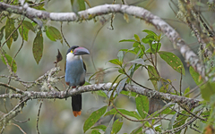 Andigena nigrirostris