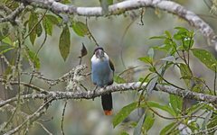 Andigena nigrirostris