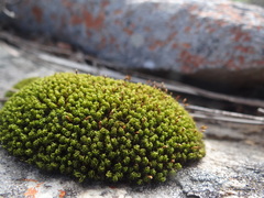 Ptychomitrium crispatum