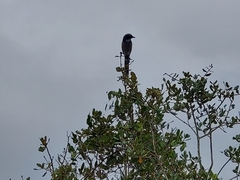 Aphelocoma coerulescens