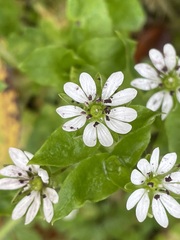 Stellaria neglecta