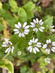 Stellaria neglecta