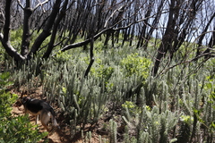 Phylica pubescens