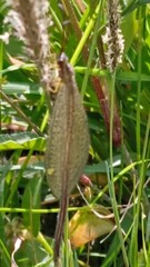 Brachynemurus versutus