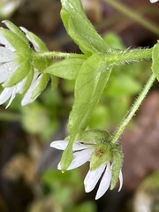 Stellaria neglecta