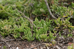 Delosperma uncinatum