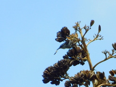 Campylorhynchus jocosus