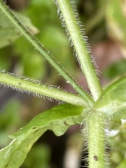 Stellaria neglecta