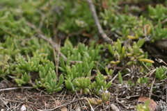 Delosperma uncinatum